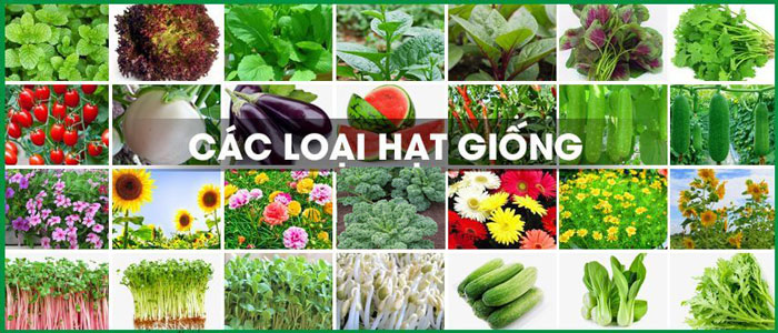 banner Hạt giống