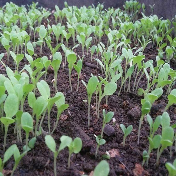 Cây non rau cải thìa xanh (Cải chíp)